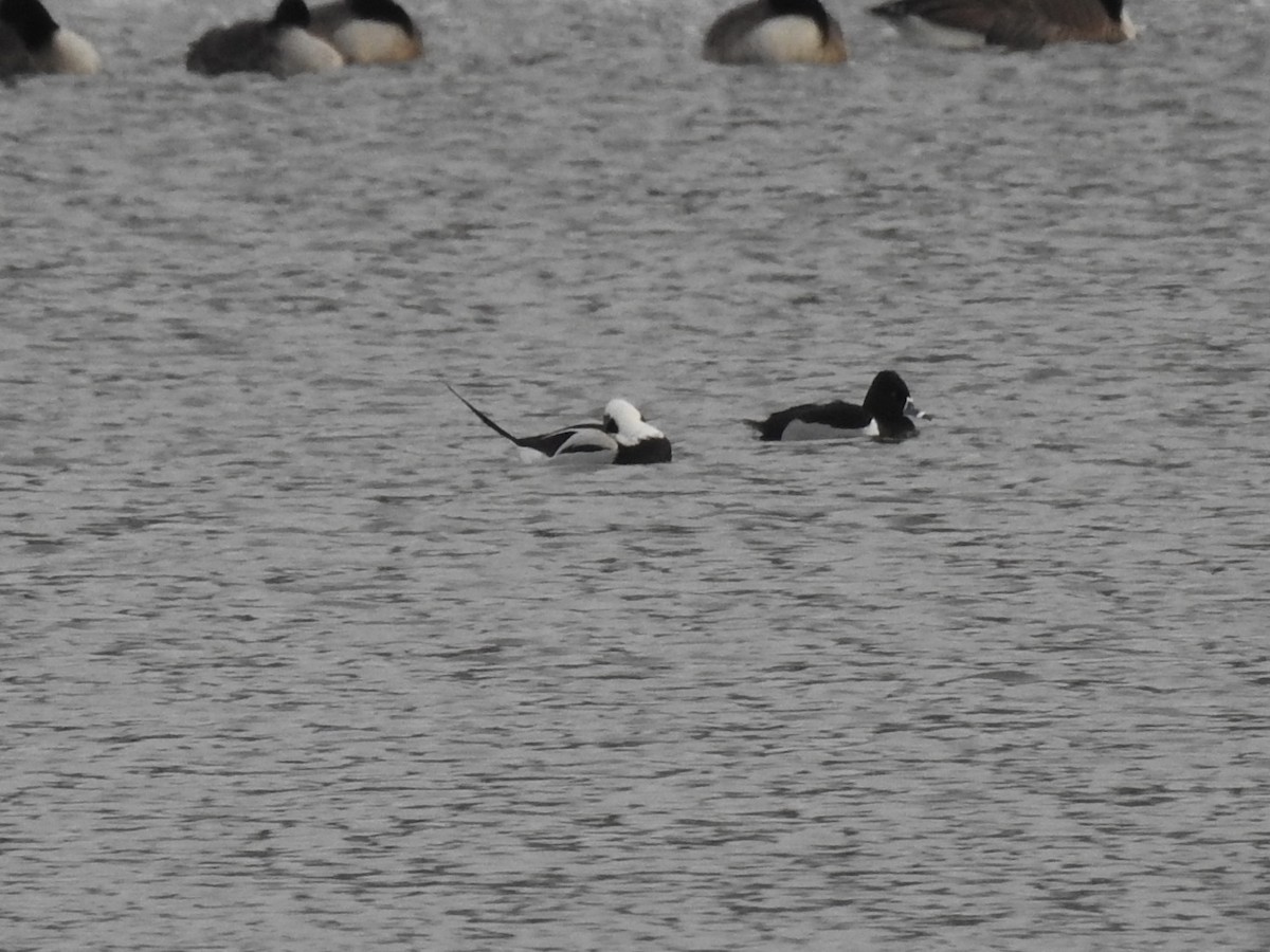 Long-tailed Duck - ML613617500