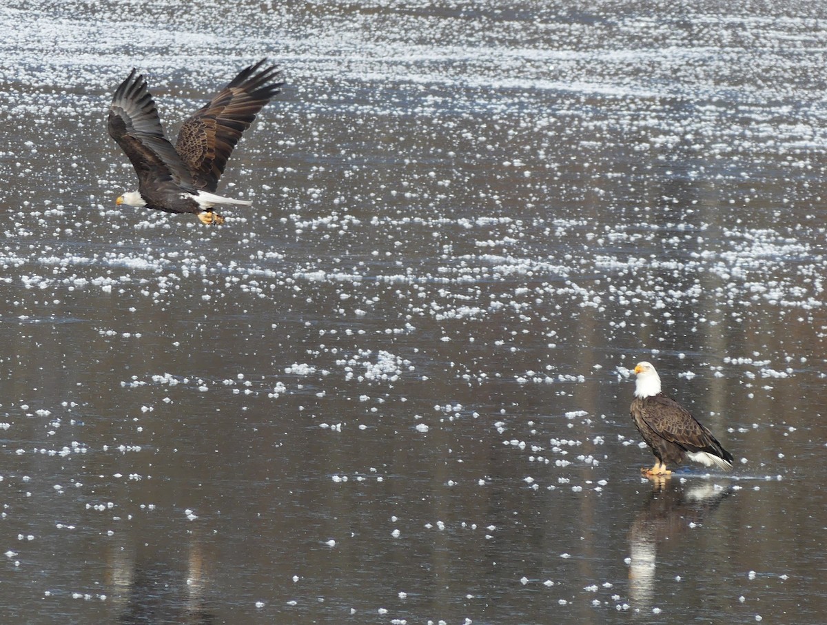 Bald Eagle - Kevin Ruegg