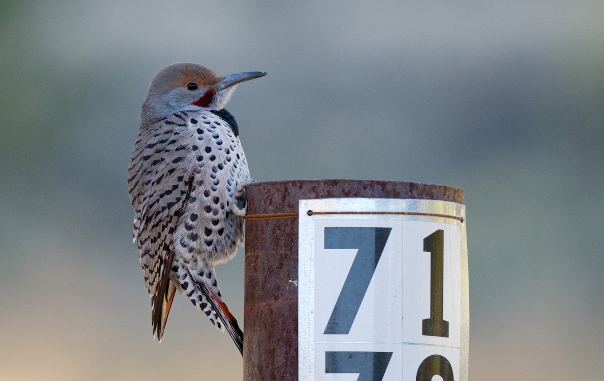 Northern Flicker - ML613617710