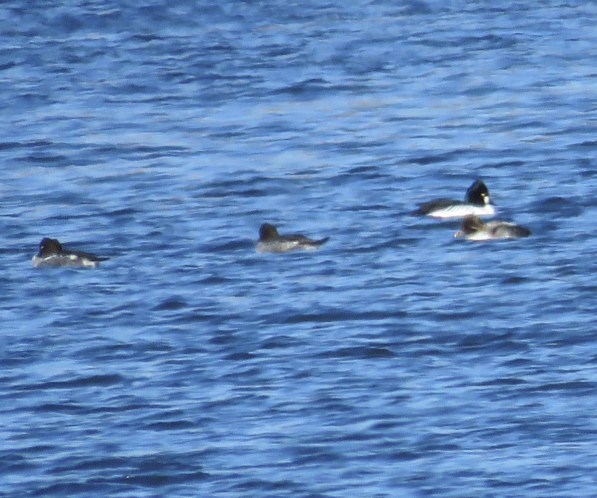 Common Goldeneye - ML613617716