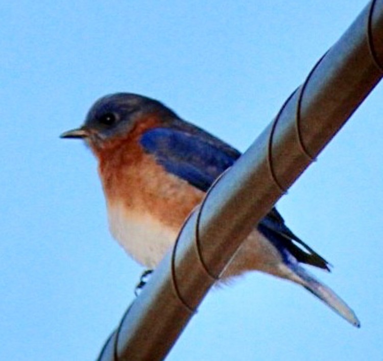 Eastern Bluebird - ML613617722