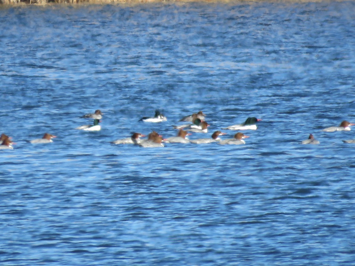 Common Merganser - ML613617743