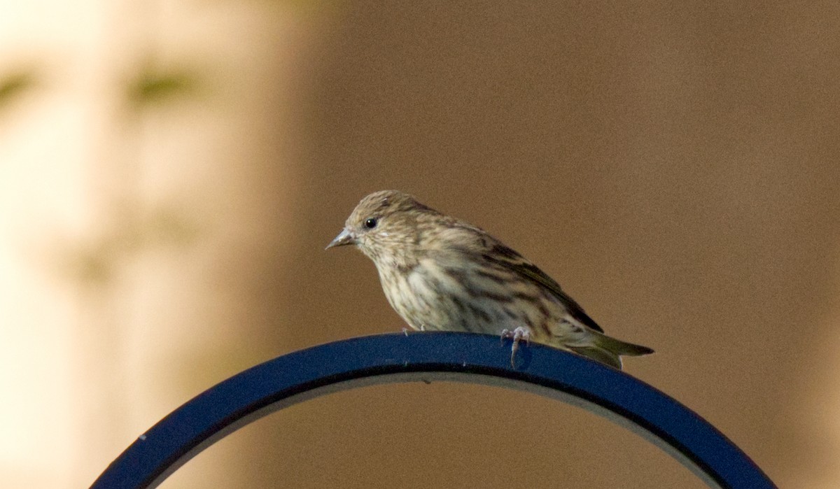 Pine Siskin - ML613617745