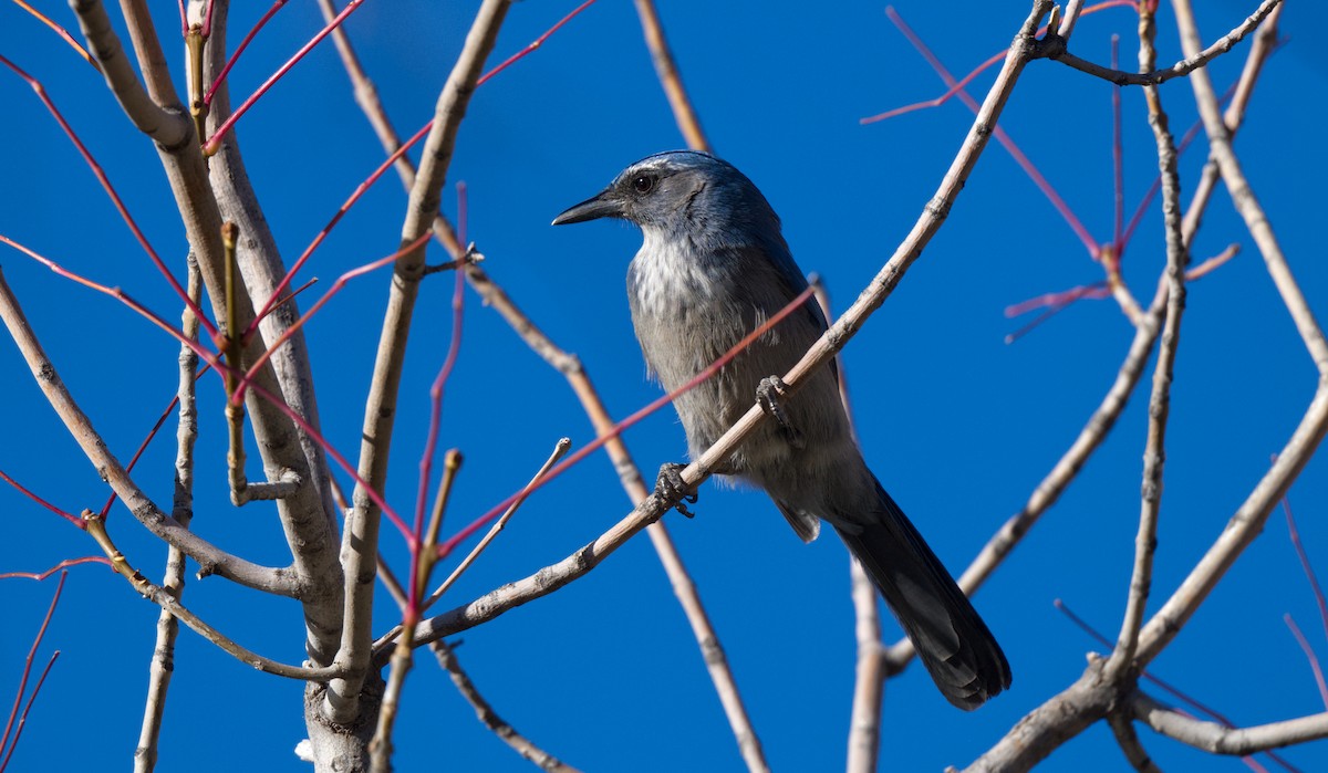 Woodhouse's Scrub-Jay - ML613617749