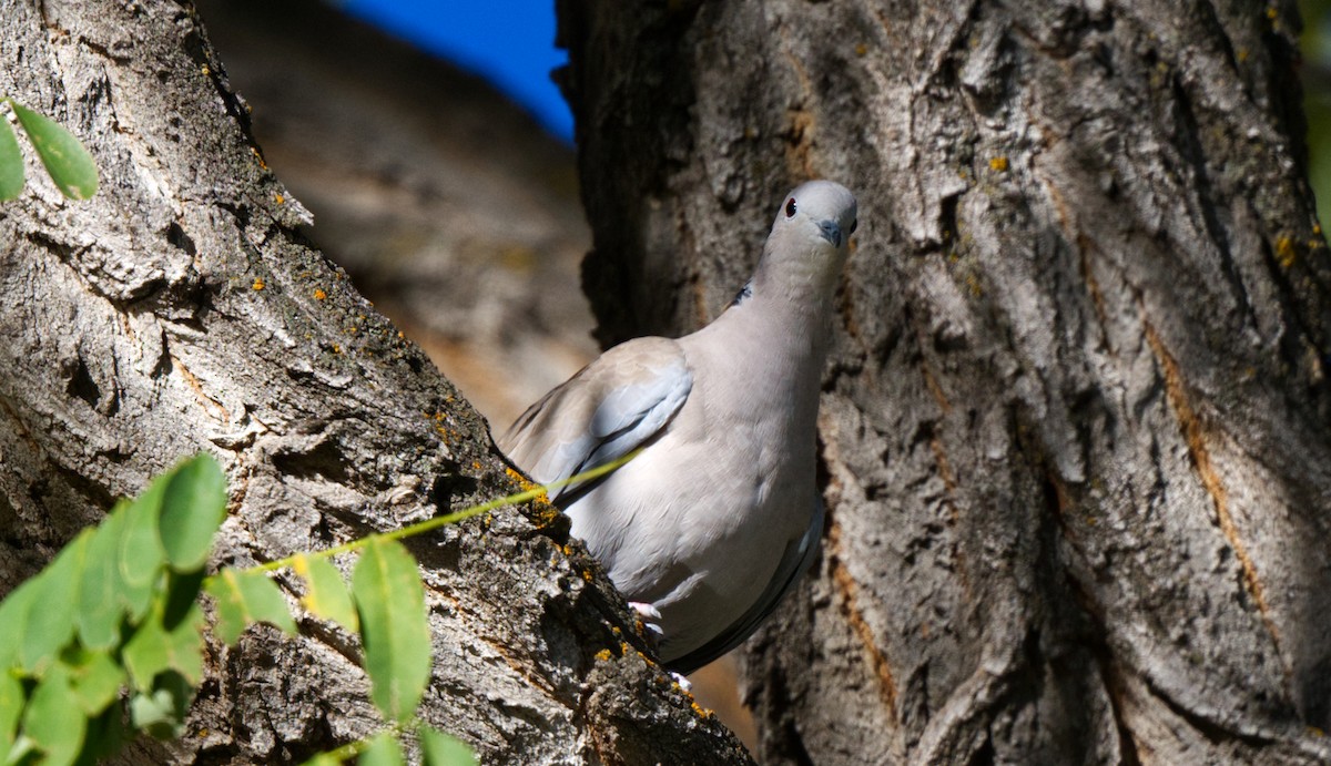 Eurasian Collared-Dove - Travis Vance