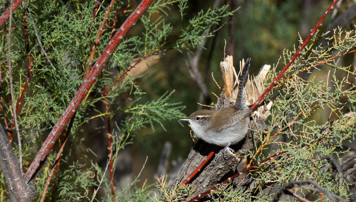 Bewick's Wren - ML613617767