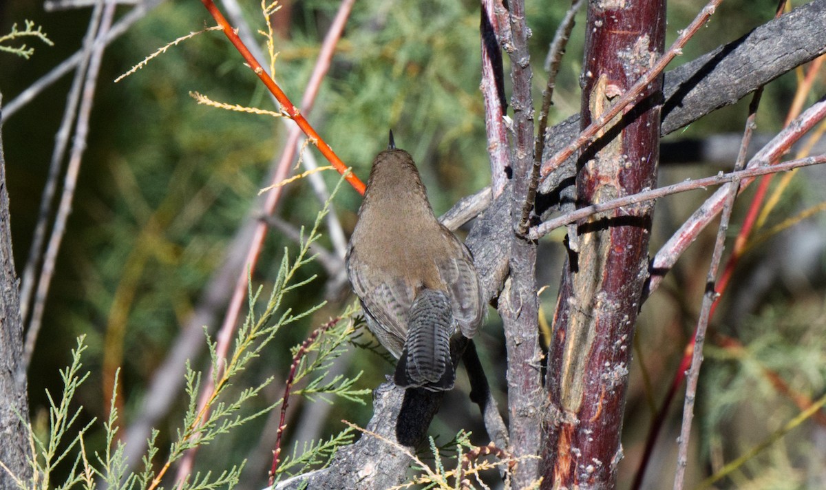 Bewick's Wren - ML613617774