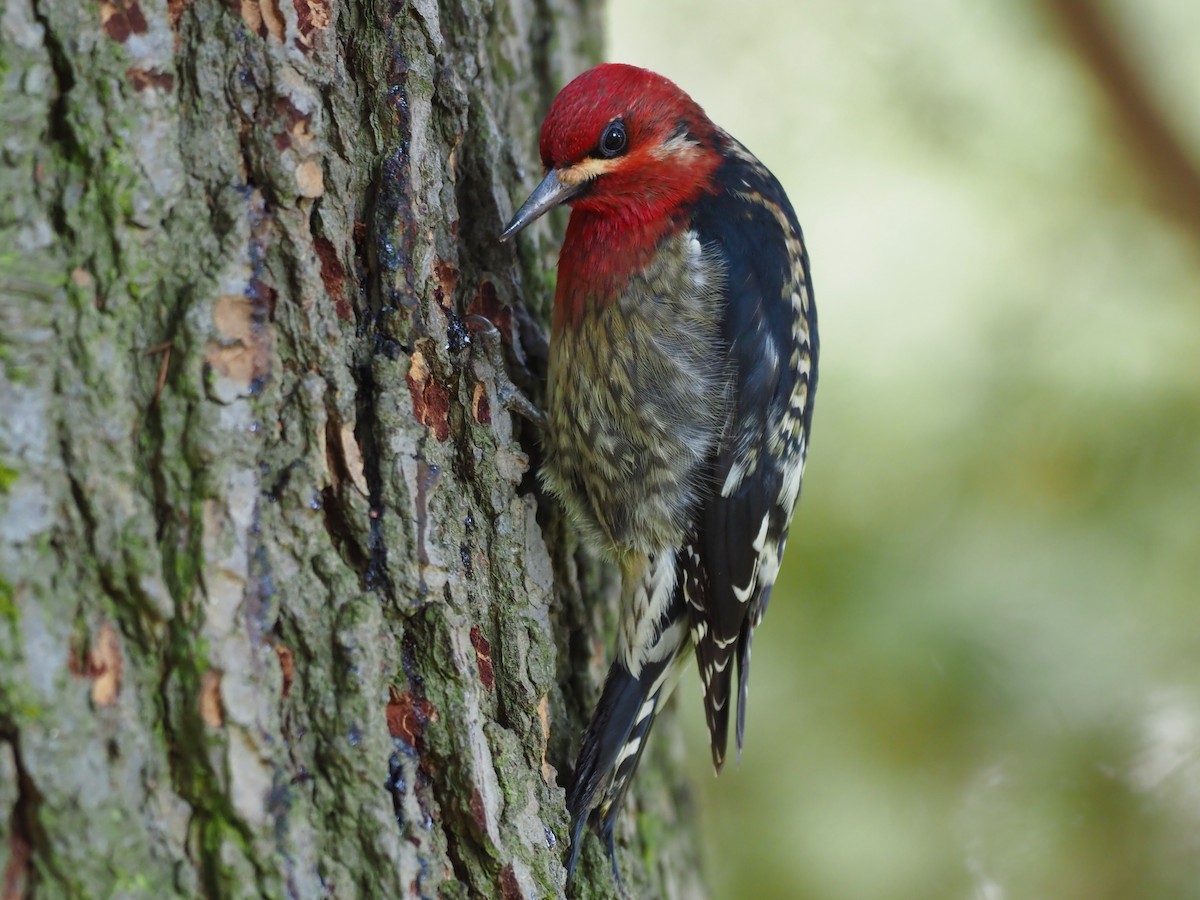 Red-breasted Sapsucker - ML613617860