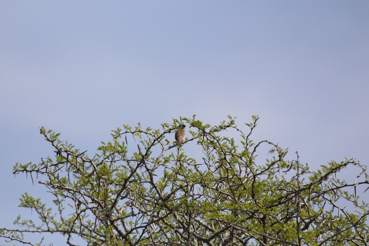 Southern Gray-headed Sparrow - ML613617861