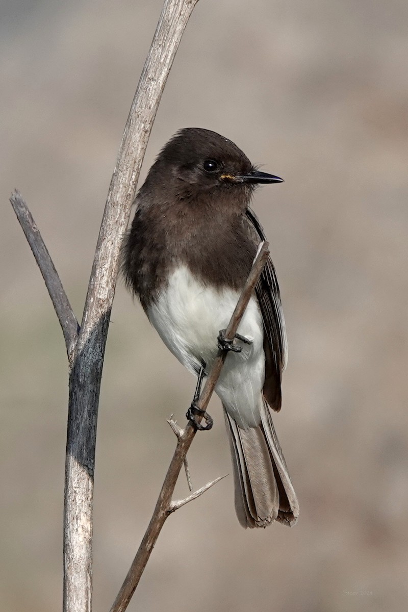 Black Phoebe - ML613617877