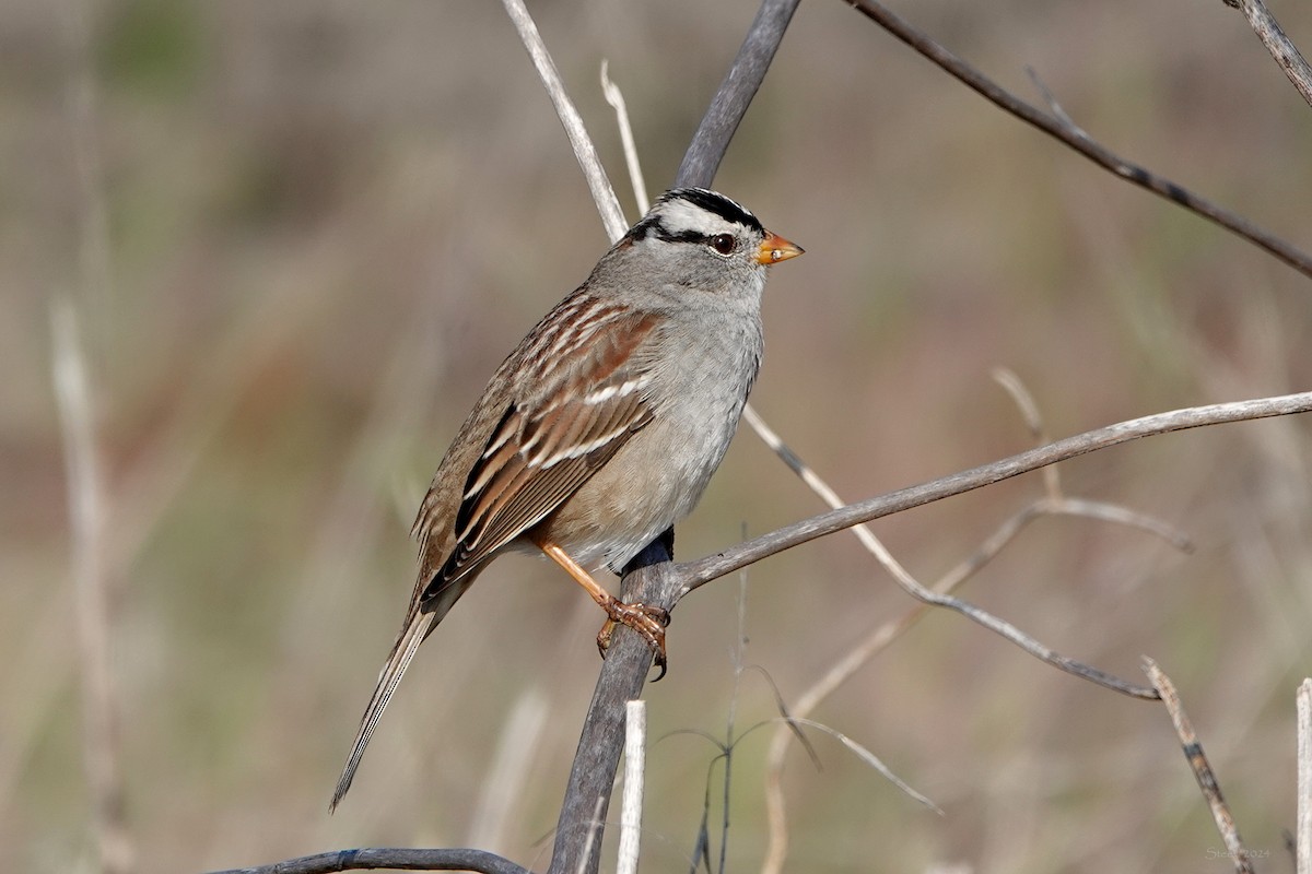 Bruant à couronne blanche - ML613617906