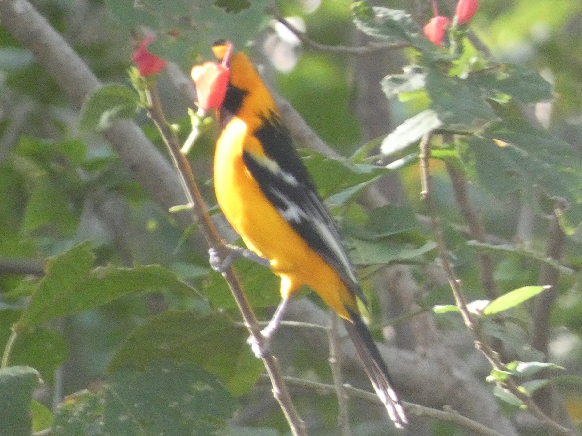 Oriole à dos rayé - ML613617910