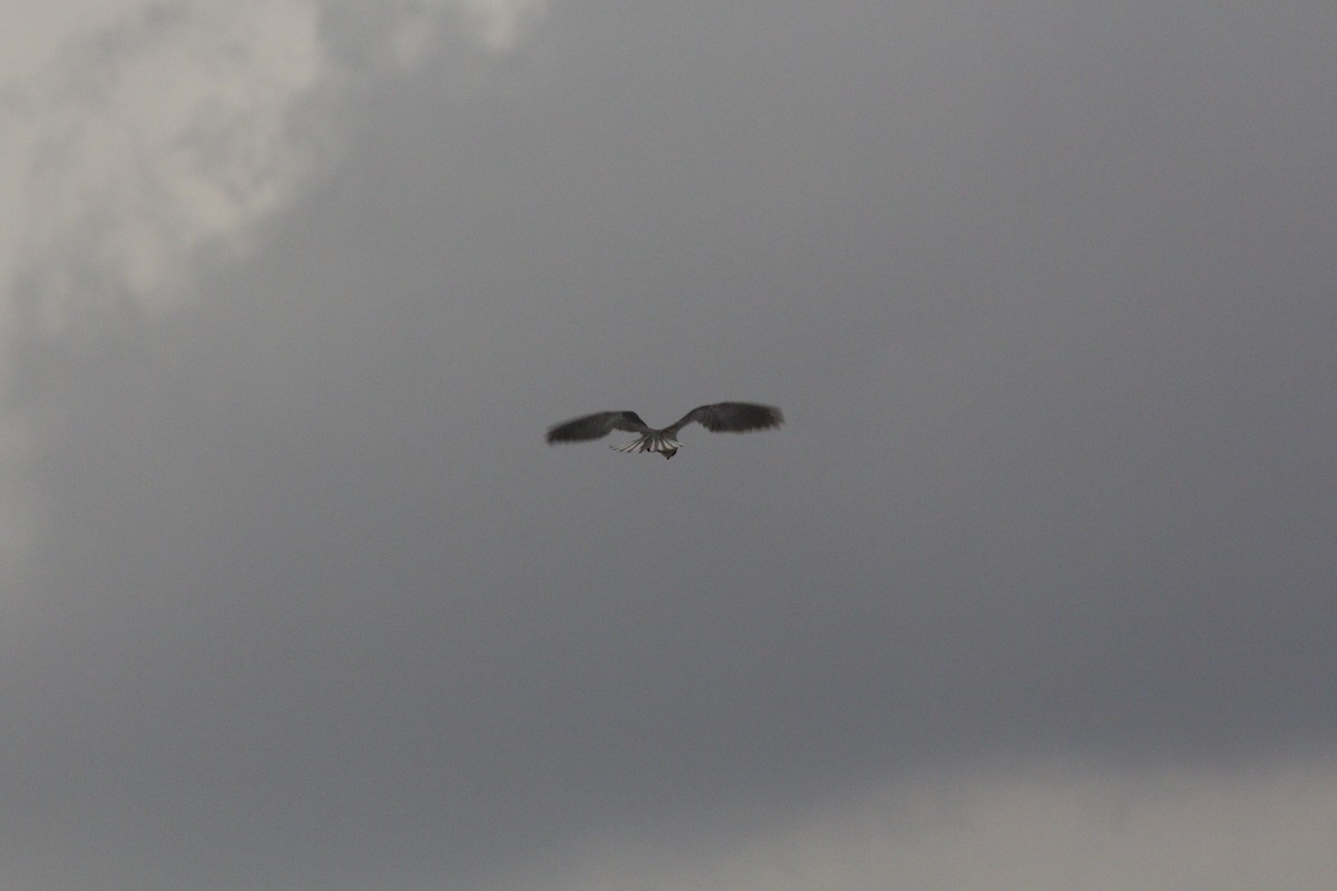 Black-winged Kite (African) - ML613617992