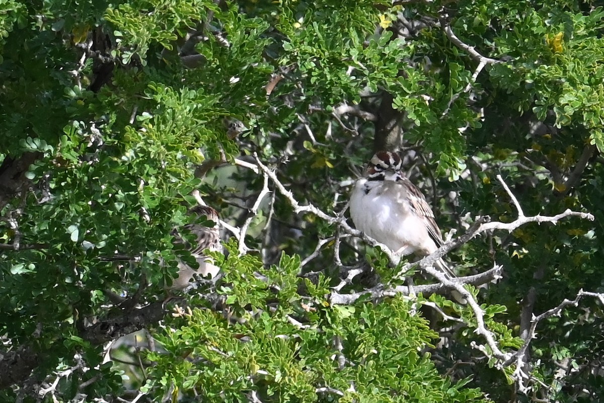 Lark Sparrow - ML613618030