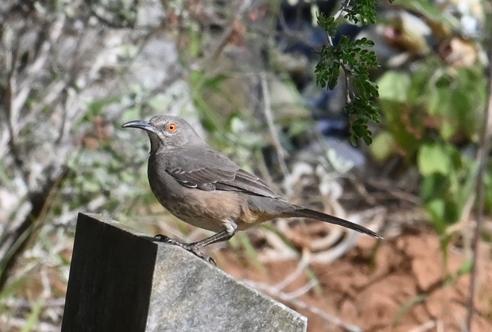 Curve-billed Thrasher - ML613618070