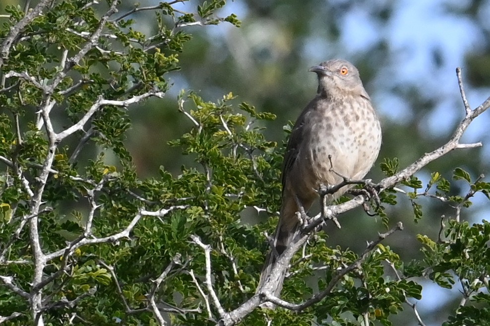 Curve-billed Thrasher - Gary Yoder