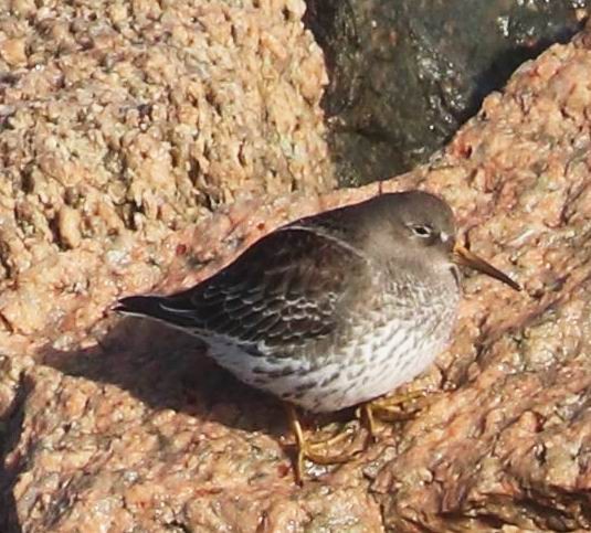 Purple Sandpiper - William Scott