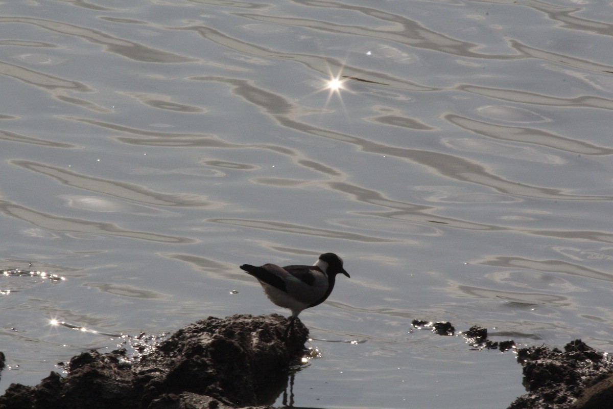 Blacksmith Lapwing - ML613618109