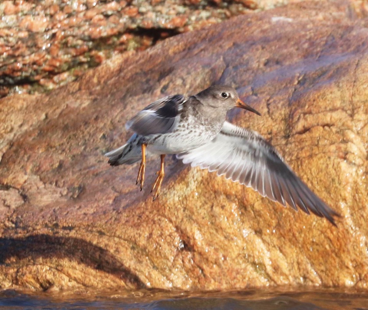 Purple Sandpiper - ML613618112