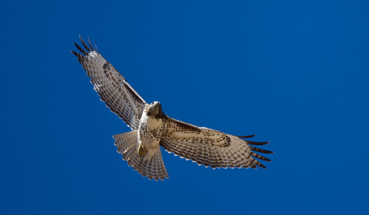 Red-tailed Hawk - Travis Vance