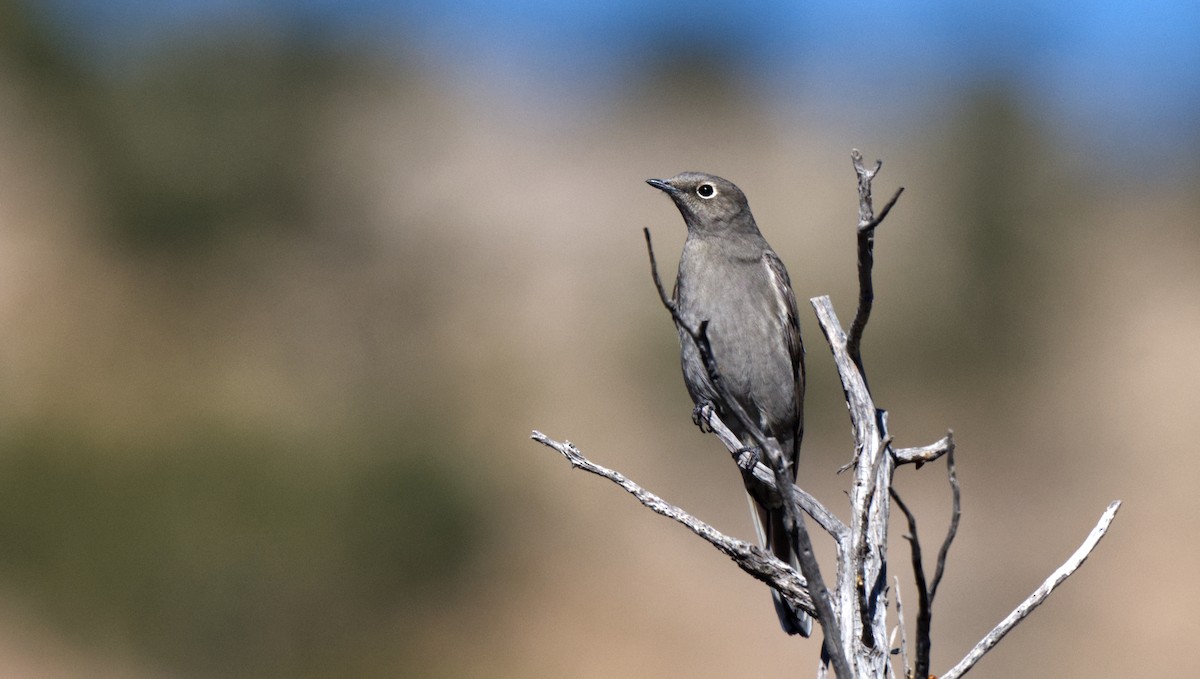 Townsend's Solitaire - Travis Vance