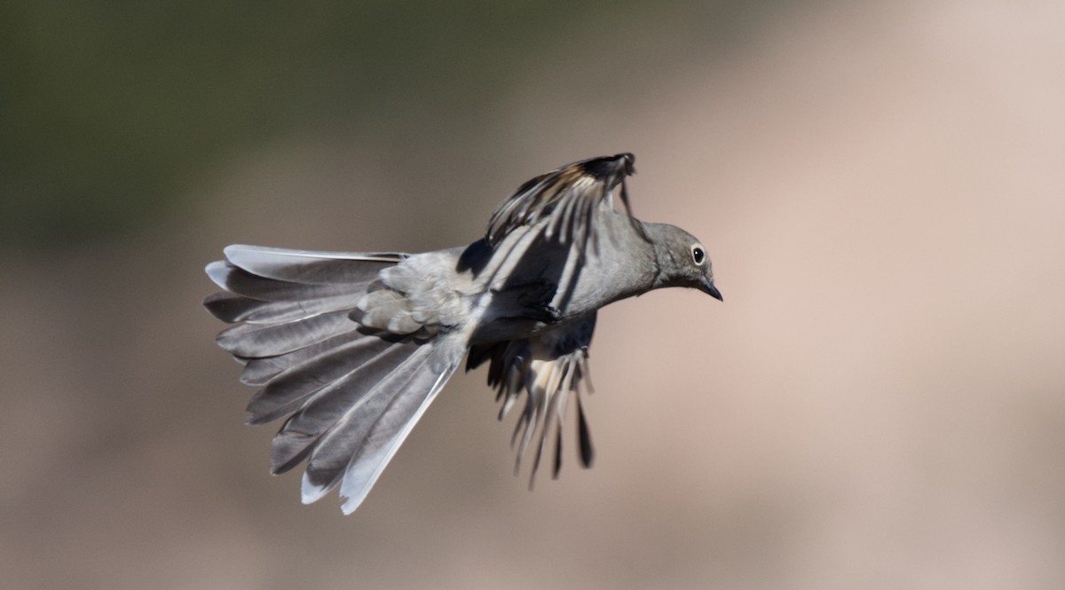 Townsend's Solitaire - ML613618169