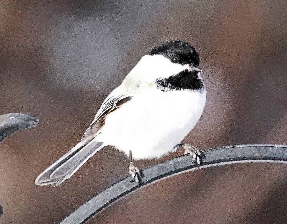 Black-capped Chickadee - ML613618185