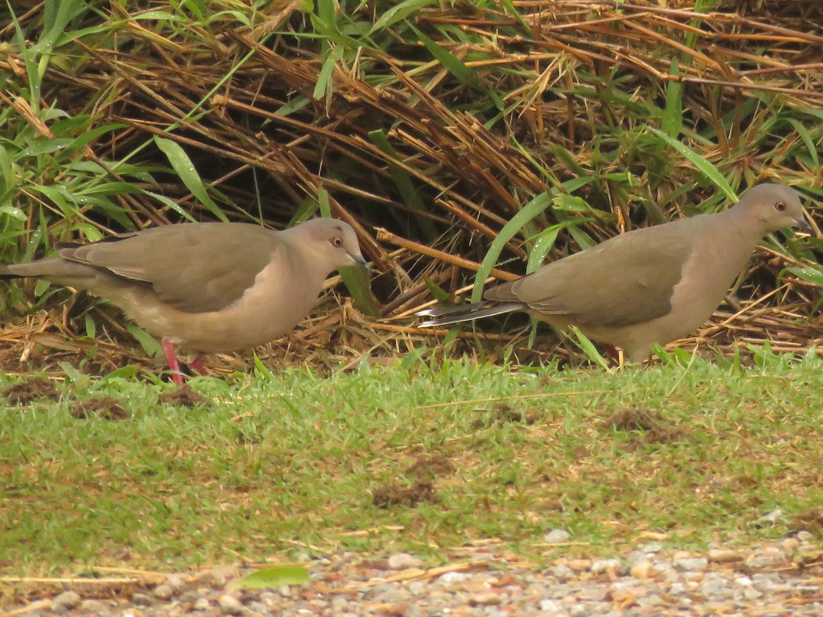 White-tipped Dove - ML613618245