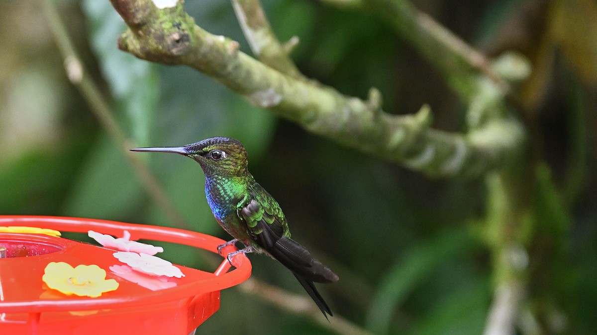 Colibri à queue blanche - ML613618258