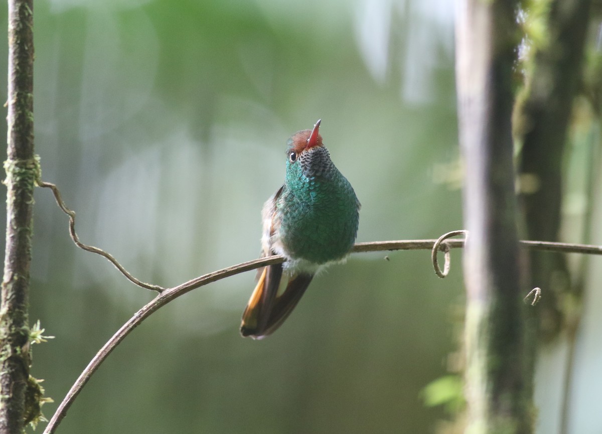 Pirre Hummingbird - ML613618360