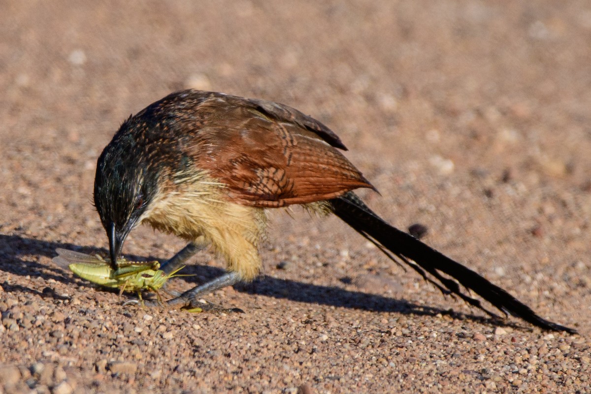 White-browed Coucal - ML613618362