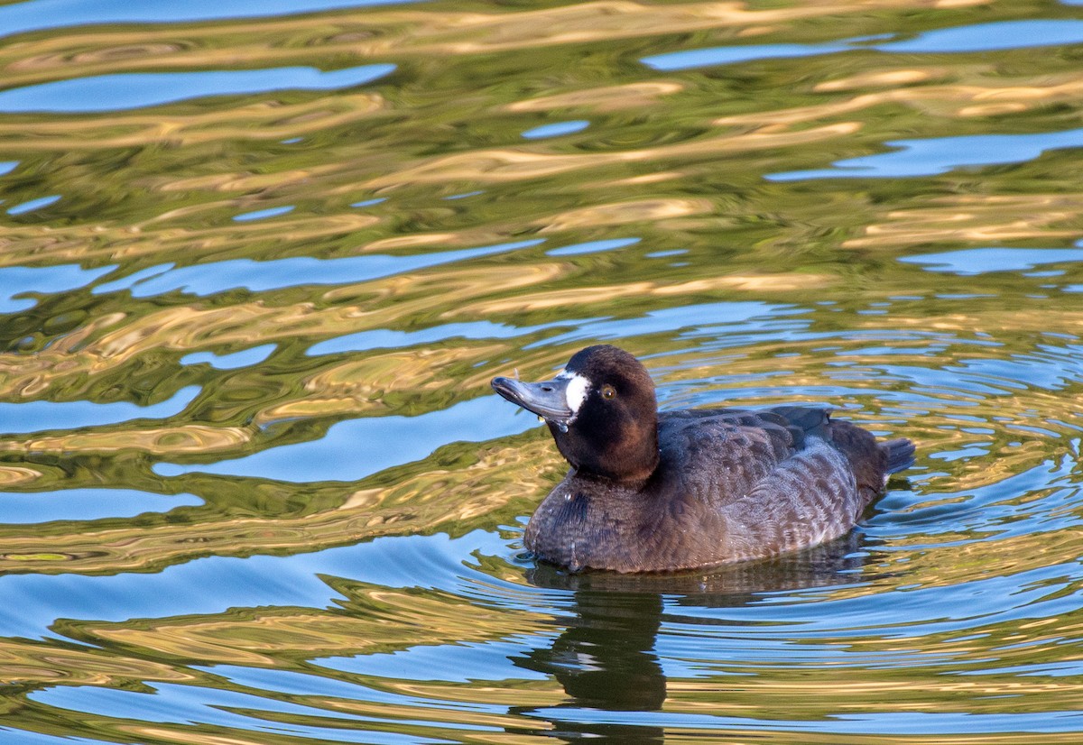 Lesser Scaup - Herb Elliott