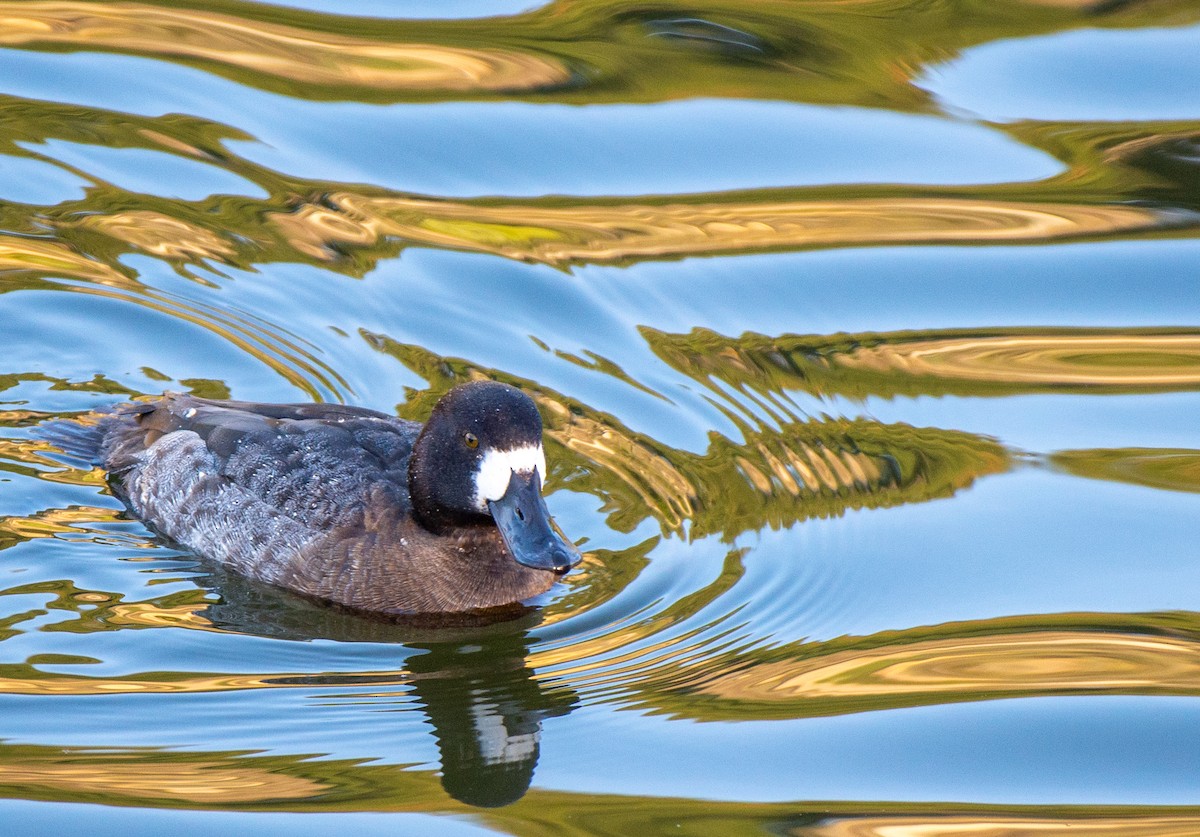 Lesser Scaup - Herb Elliott