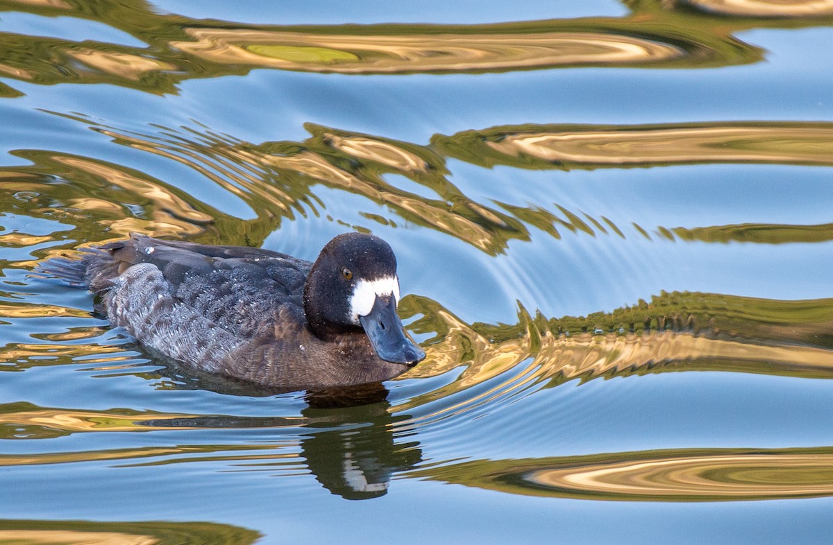 Lesser Scaup - ML613618403