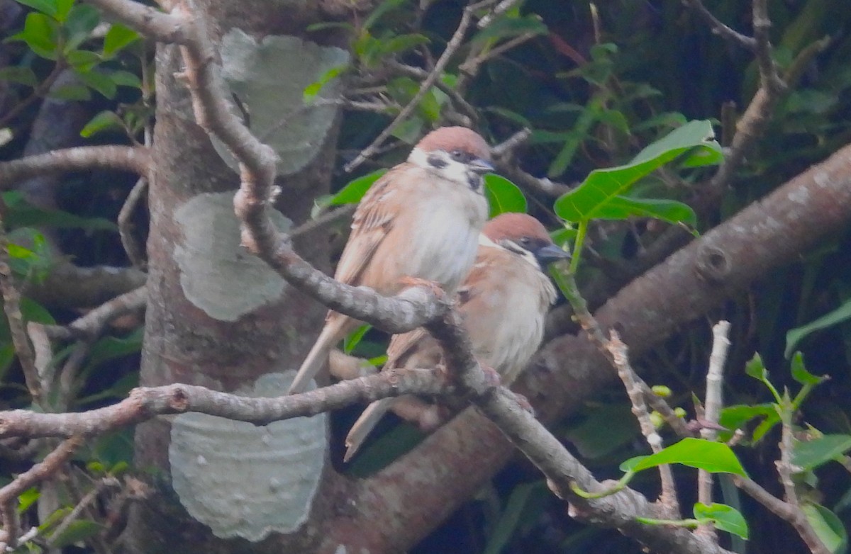 Eurasian Tree Sparrow - ML613618410