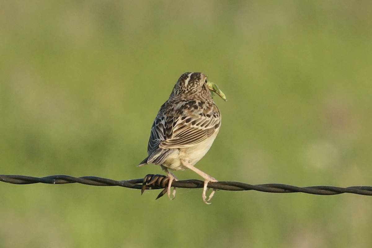 Grasshopper Sparrow - ML613618478