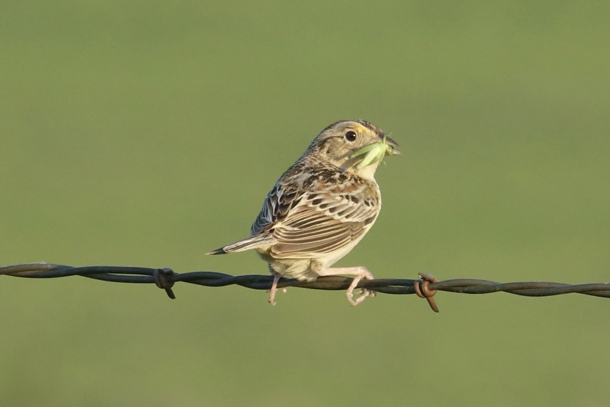 Grasshopper Sparrow - ML613618483