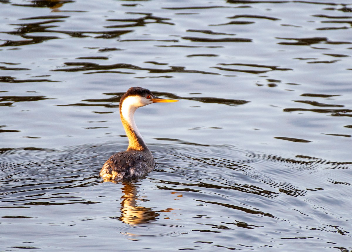 Clark's Grebe - ML613618519