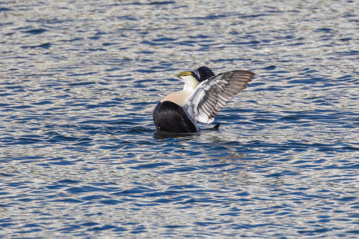 Common Eider - ML613618536