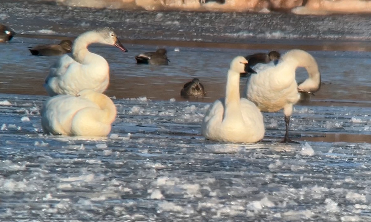 Tundra Swan - ML613618599