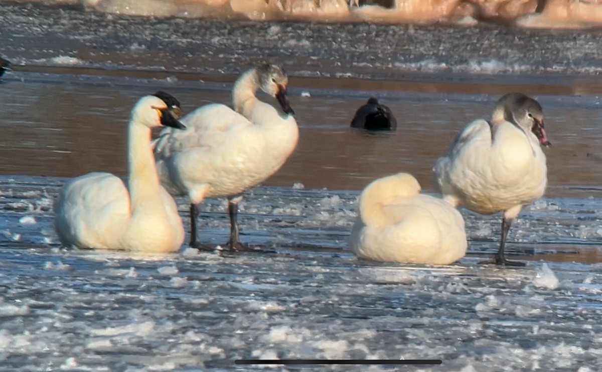 Tundra Swan - ML613618600
