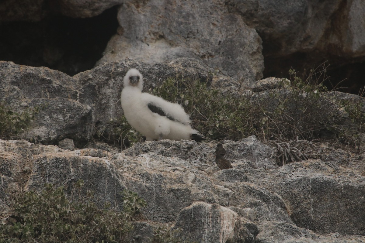 Pinzón de Darwin Chupasangre - ML613618640