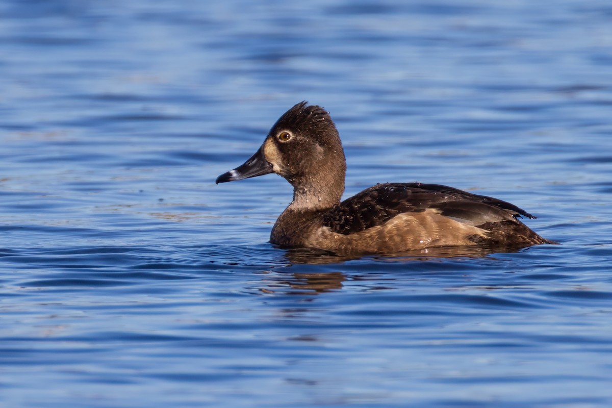 Ring-necked Duck - ML613618659