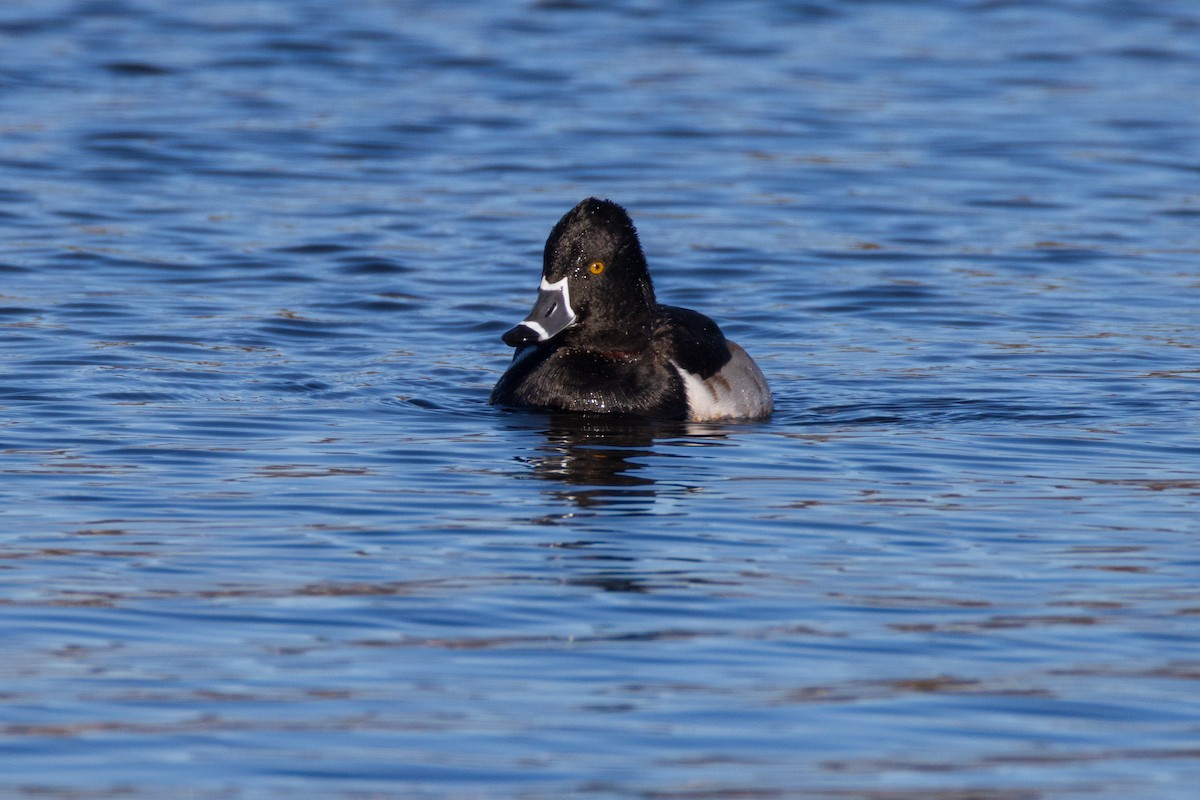 Ring-necked Duck - ML613618661