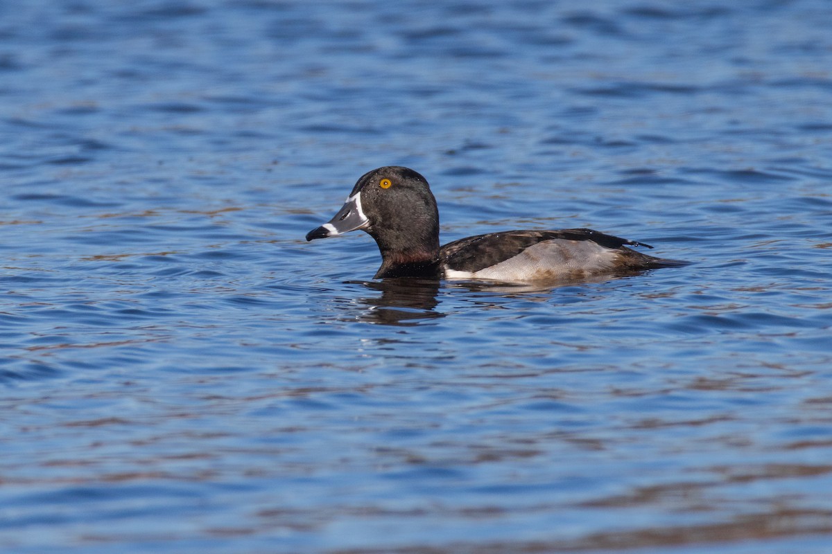 Ring-necked Duck - Harris Stein