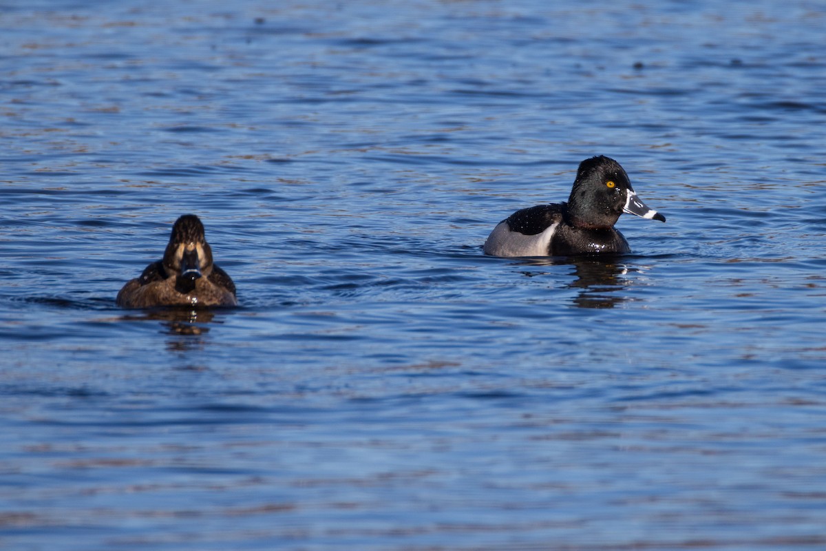 Ring-necked Duck - ML613618667