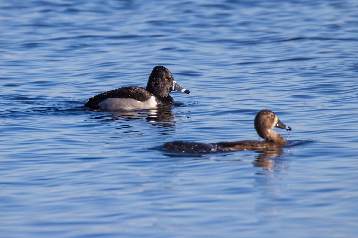 Ring-necked Duck - ML613618671