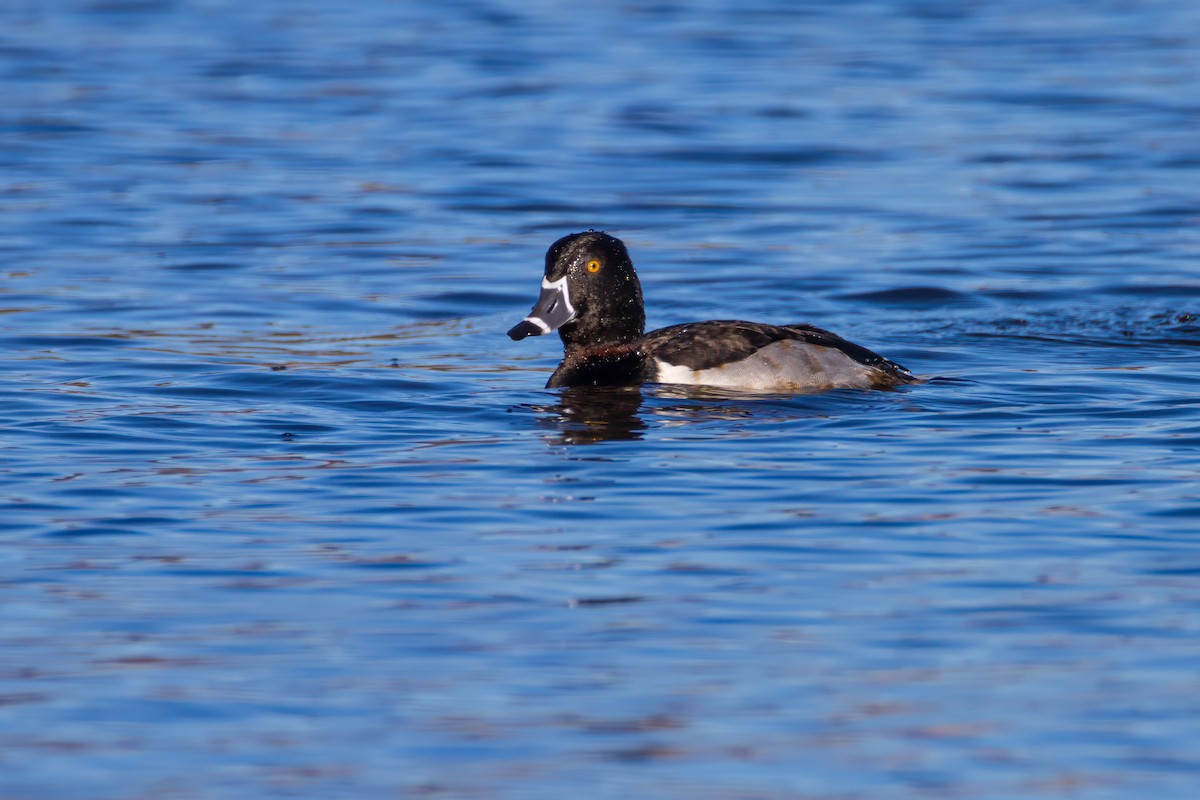 Ring-necked Duck - ML613618672