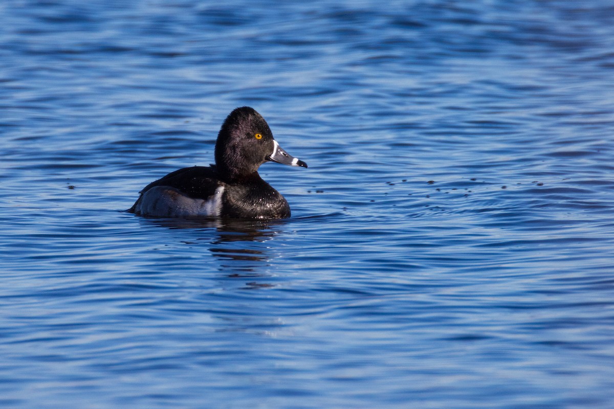 Ring-necked Duck - ML613618675