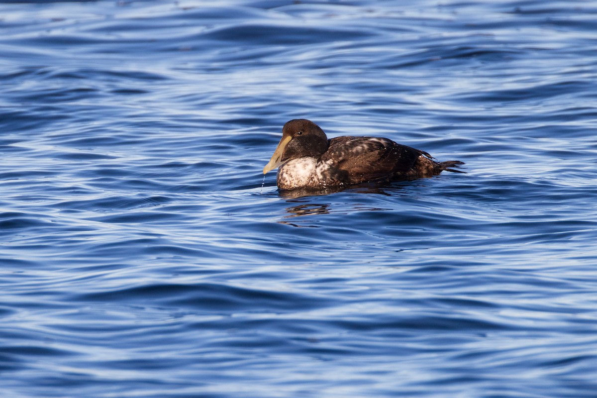 Harlequin Duck - ML613618754